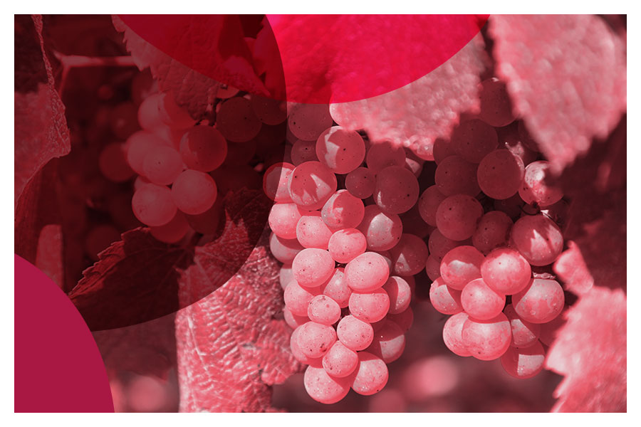 Vīna meistarklase ''Gewürztraminer VS Merlot''